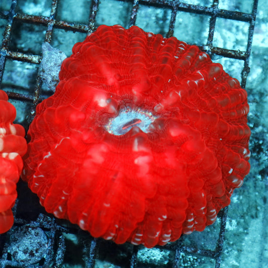 Cynarina Red metallic