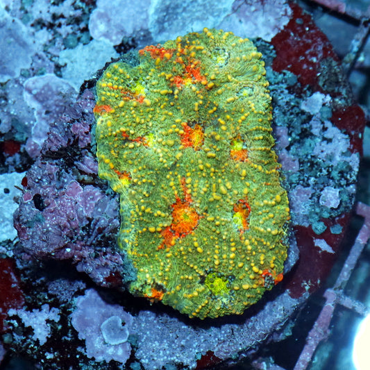 Acan Echinada