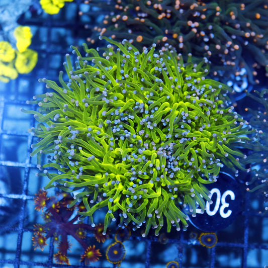 Torch Metallic Cotton Candy BK307