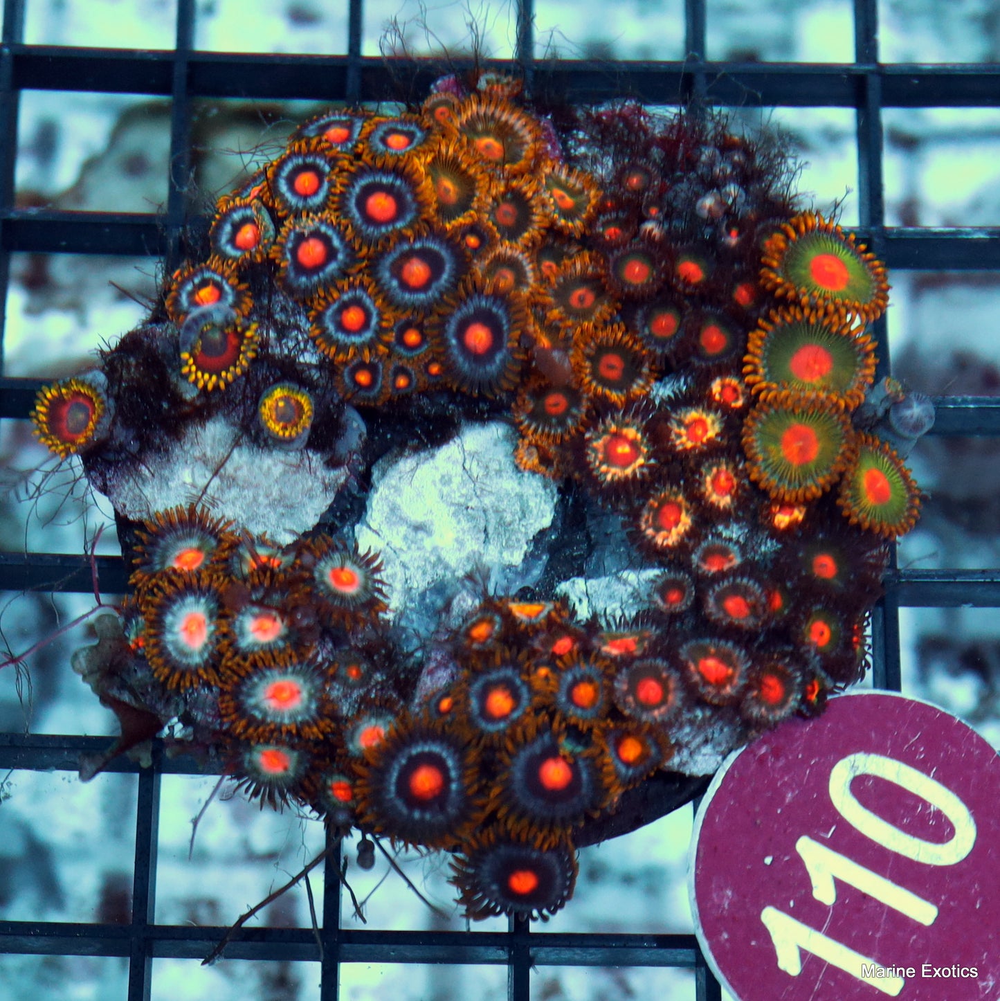 Zoanthid combo r110