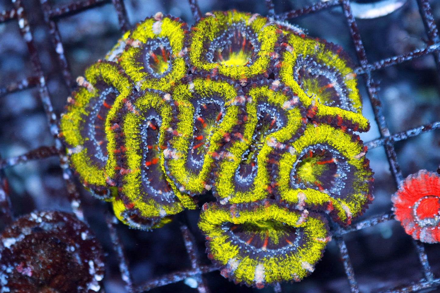 ACAN GREEN METALLIC