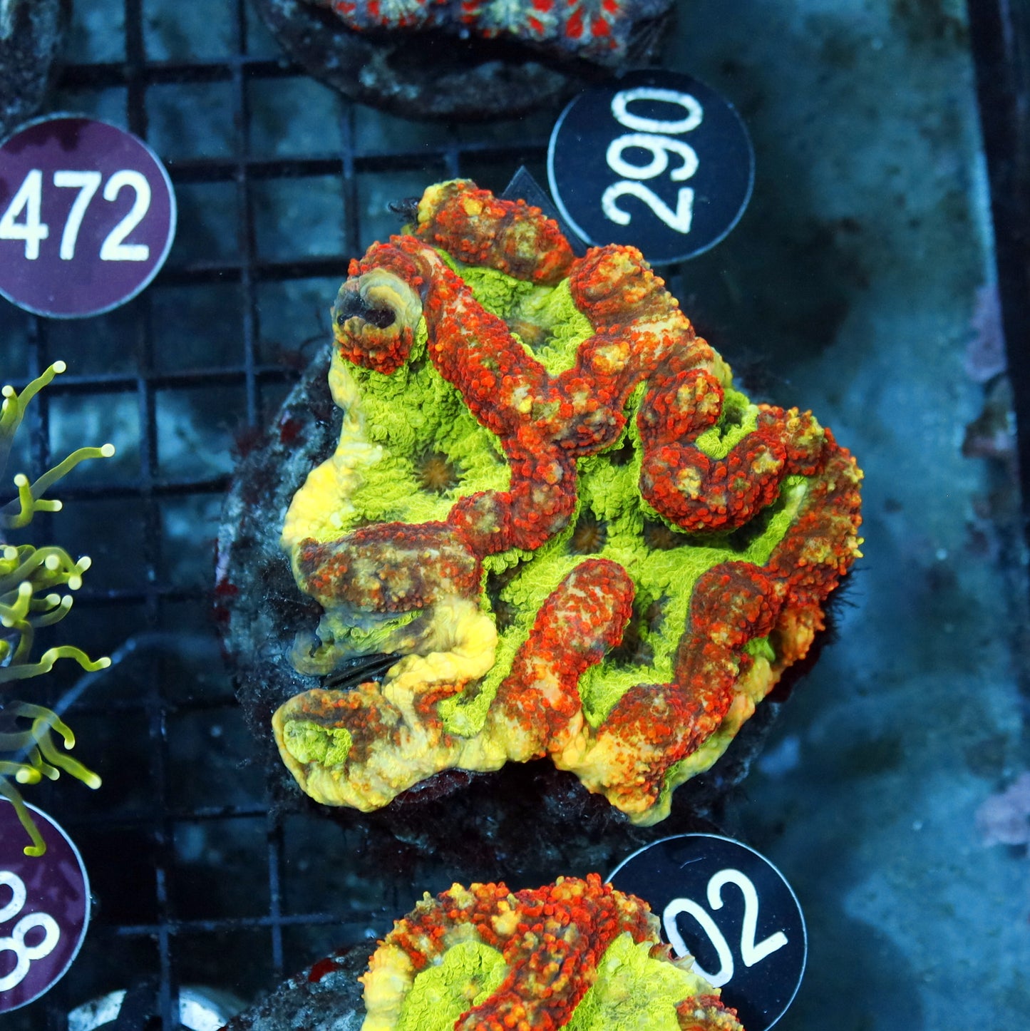 SYMPHYLLIA SPECIAL COLOR R202