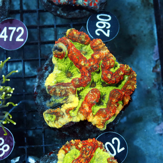 SYMPHYLLIA SPECIAL COLOR R202