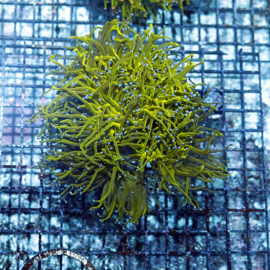 Torch metallic green