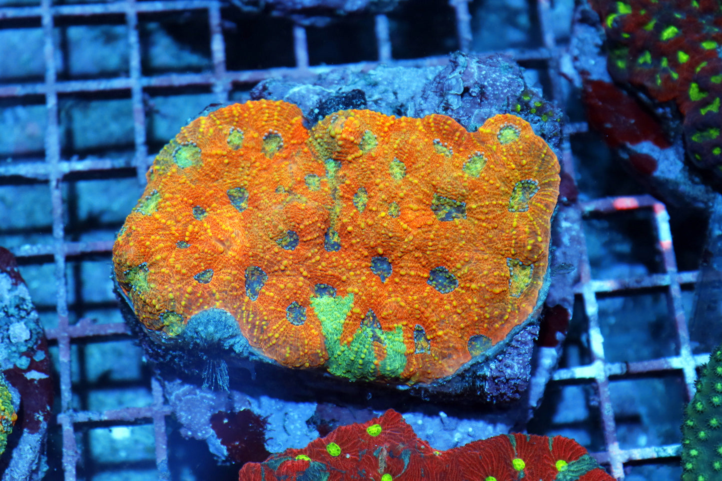 Acan Echinada