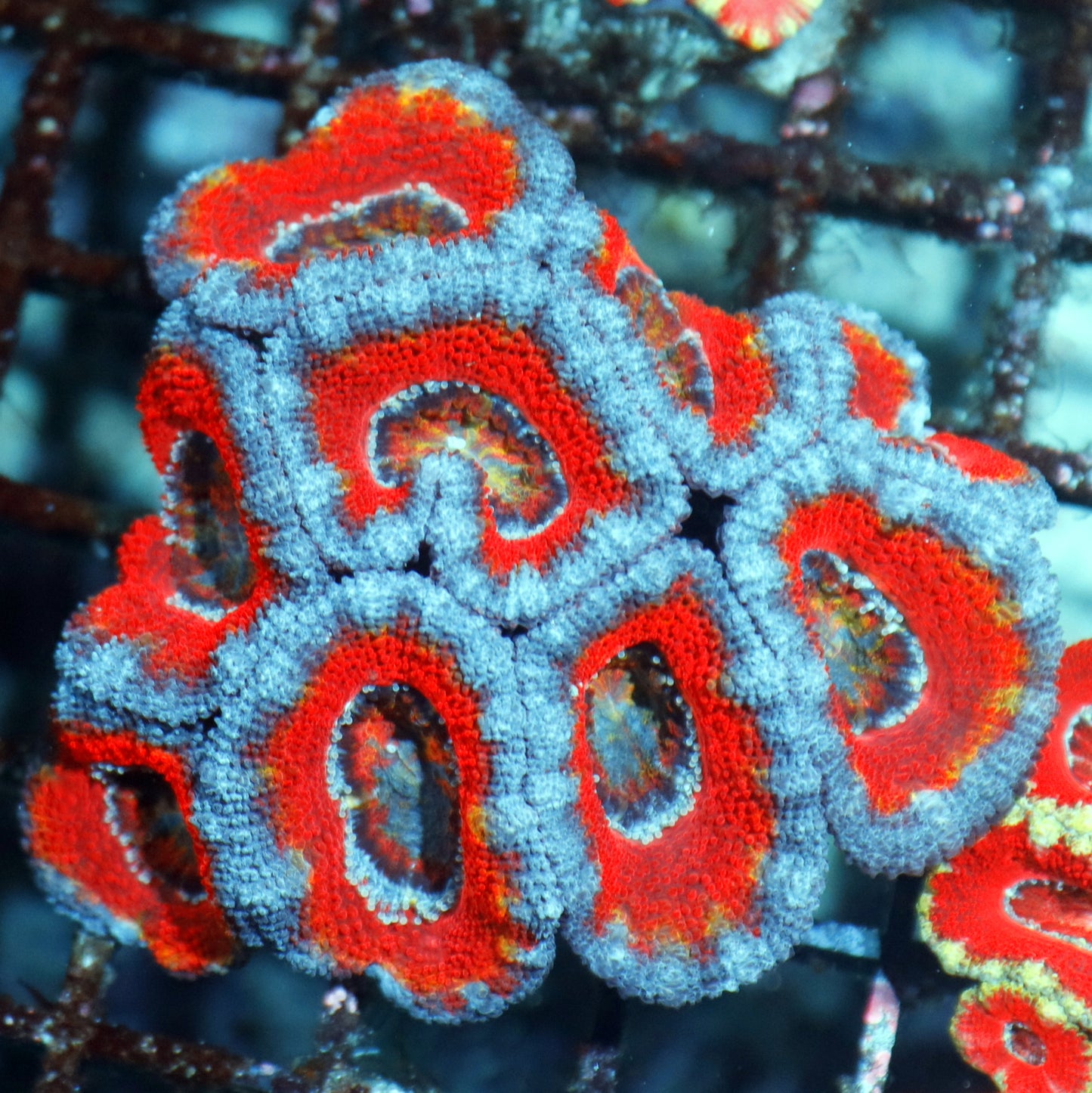 ACAN RED METALLIC PURPLE