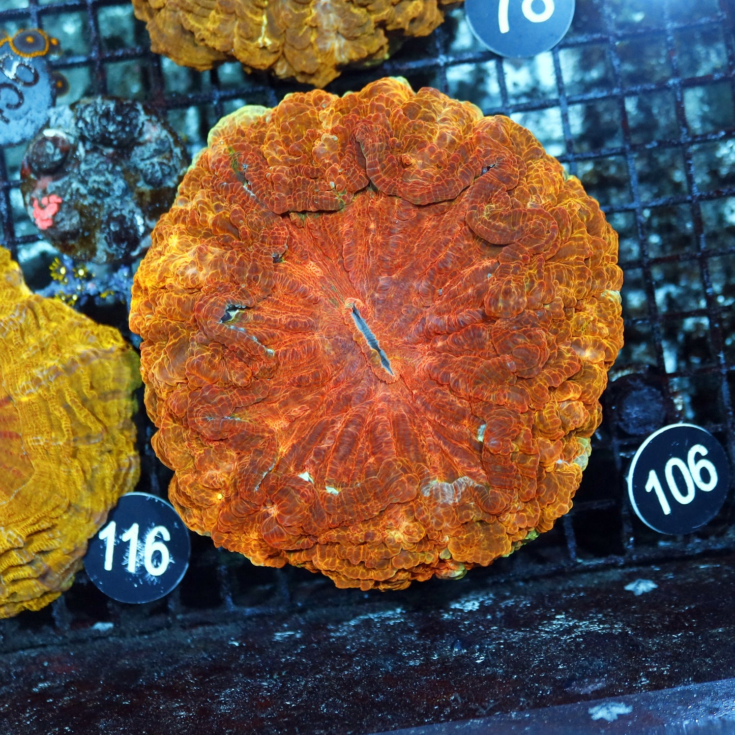 ACANTHOPHYLLIA ORANGE/GOLD METALLIC BK106
