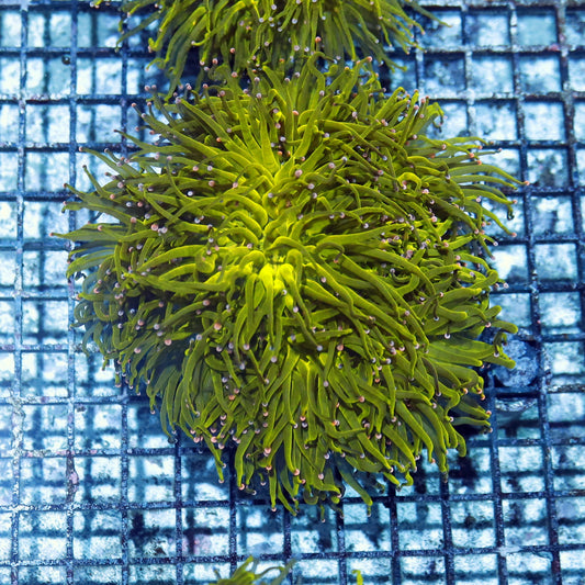 Torch metallic green