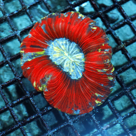 Trachyphyllia Geoffroyi