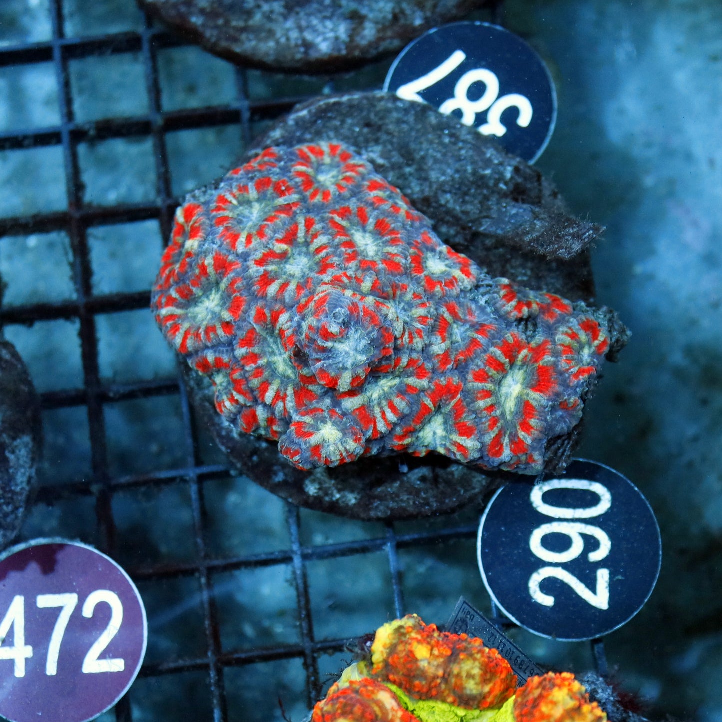 ACAN LORD INDO BK290