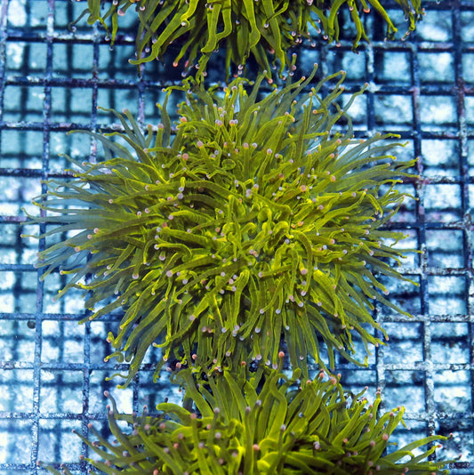 Torch green metallic