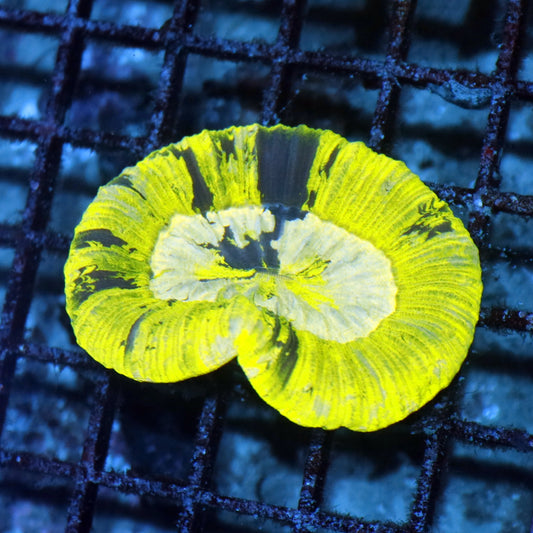 Trachyphyllia Geoffroyi