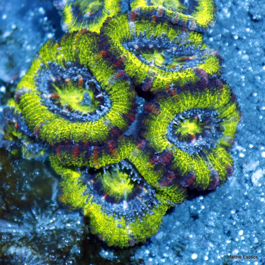 ACAN GREEN METALLIC