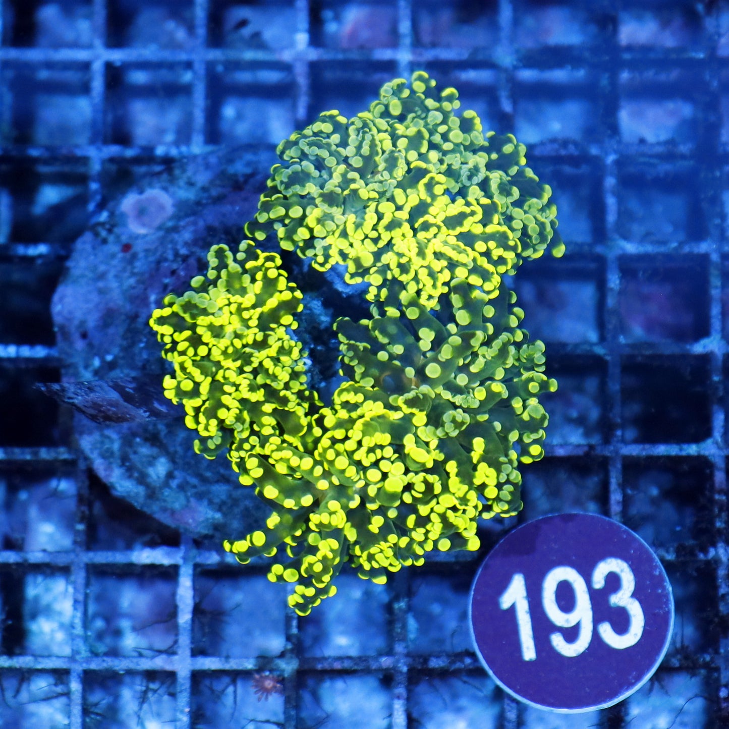 Frogspawn branching octo R193