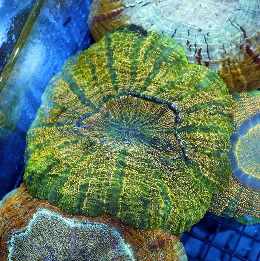 Acanthophyllia gold Metallic green stripes