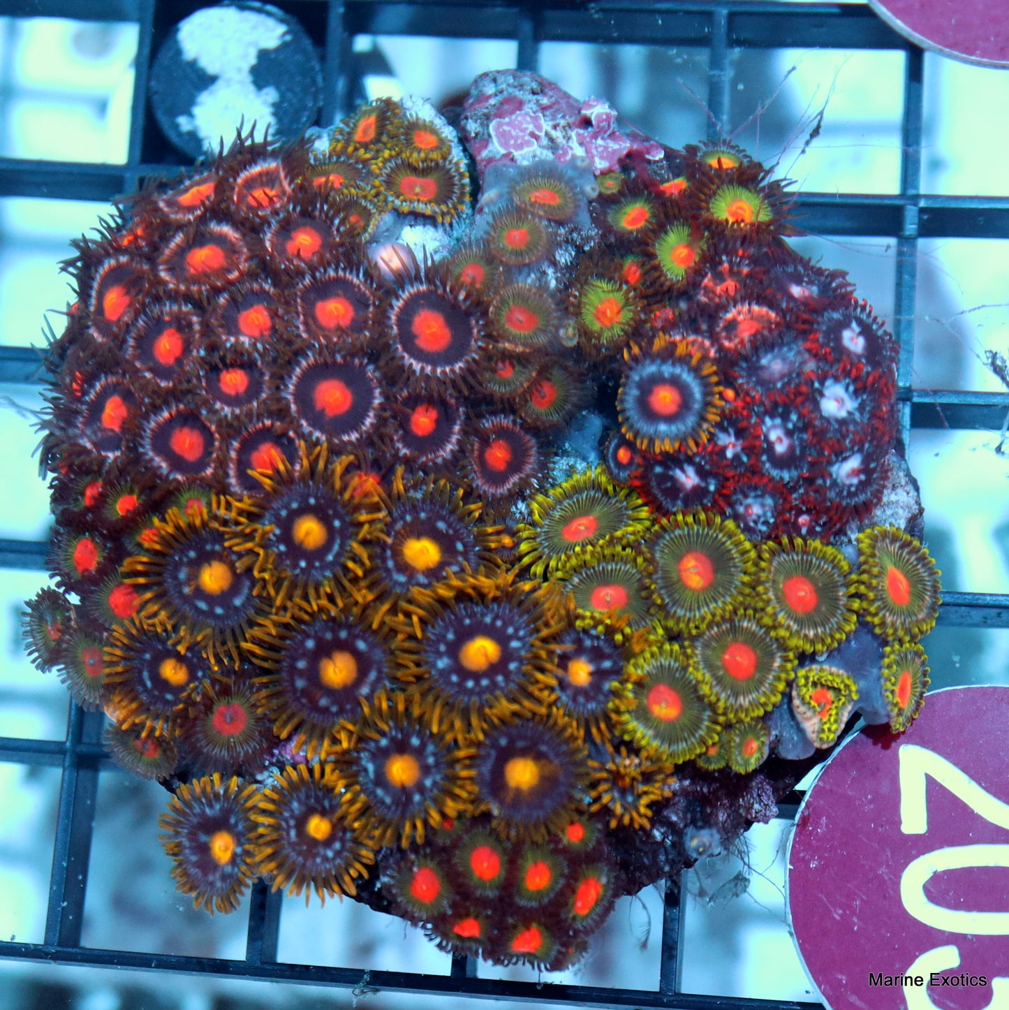 Zoanthid combo r203