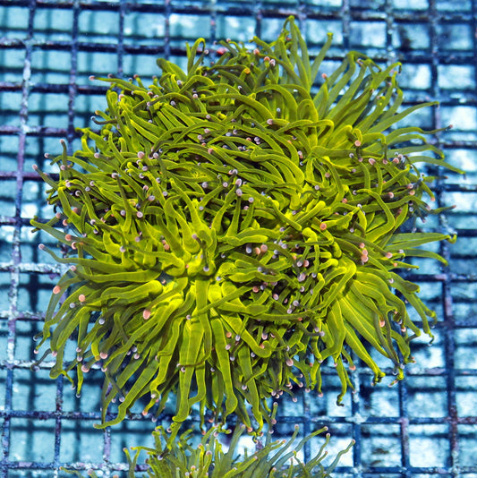 Torch Metallic Green