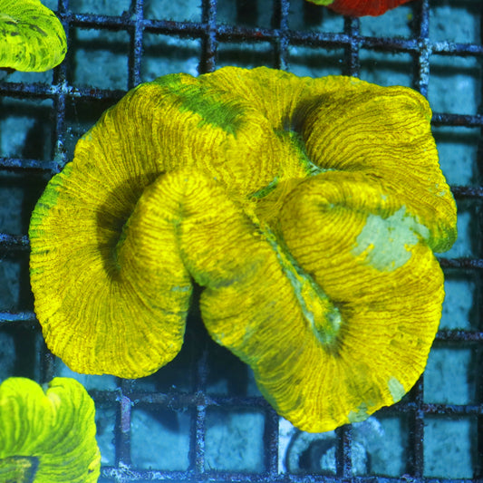 Trachyphyllia Geoffroyi