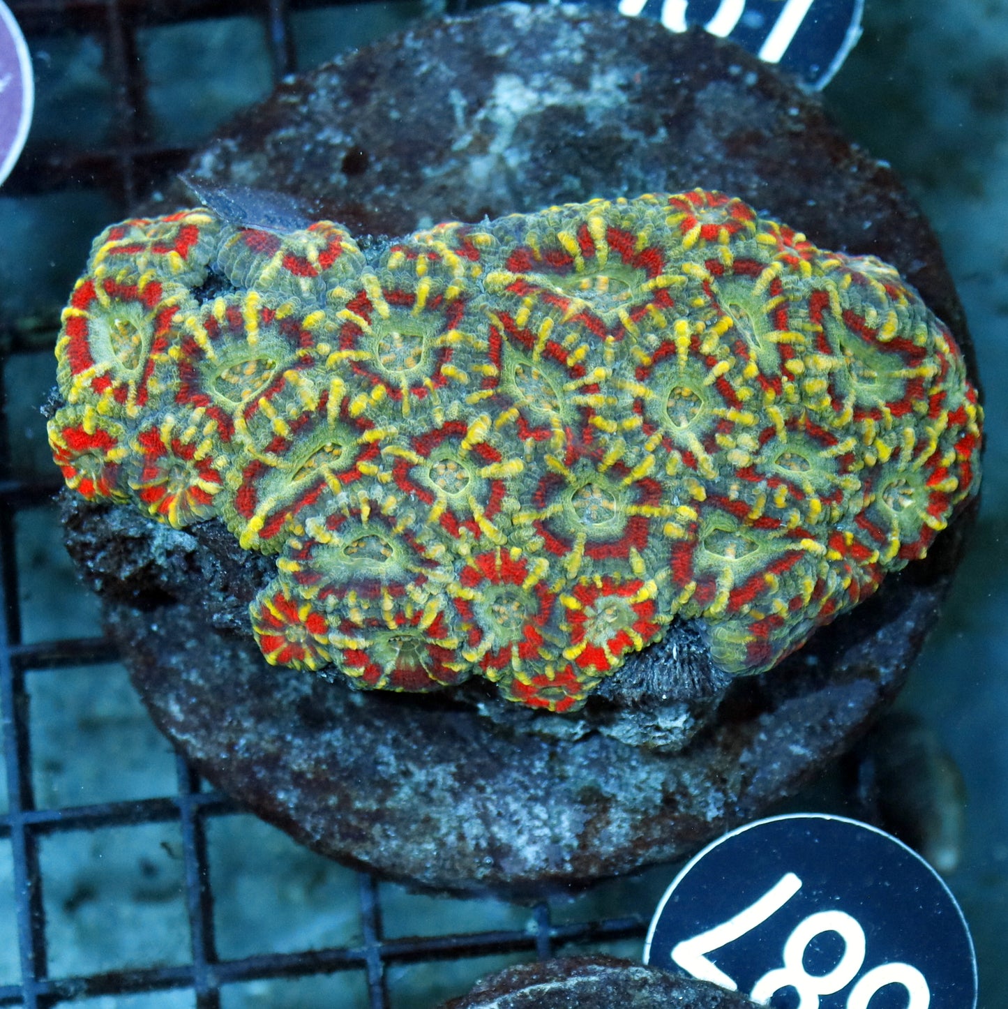 ACAN LORD INDO BK387