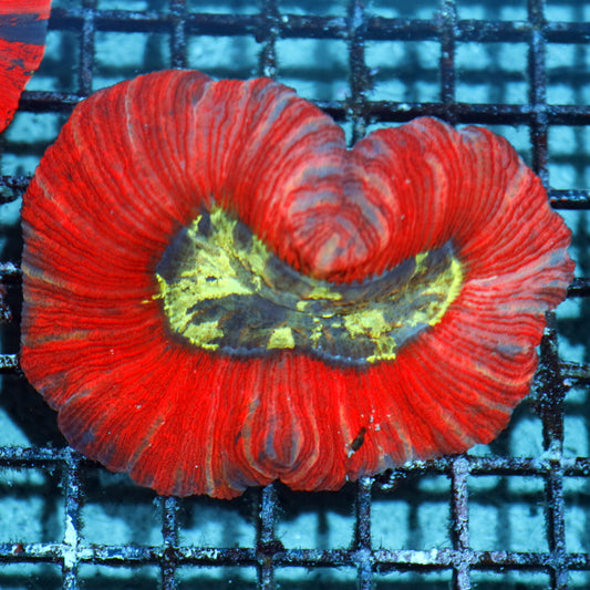 Trachyphyllia Geoffroyi
