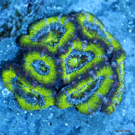 ACAN GREEN METALLIC