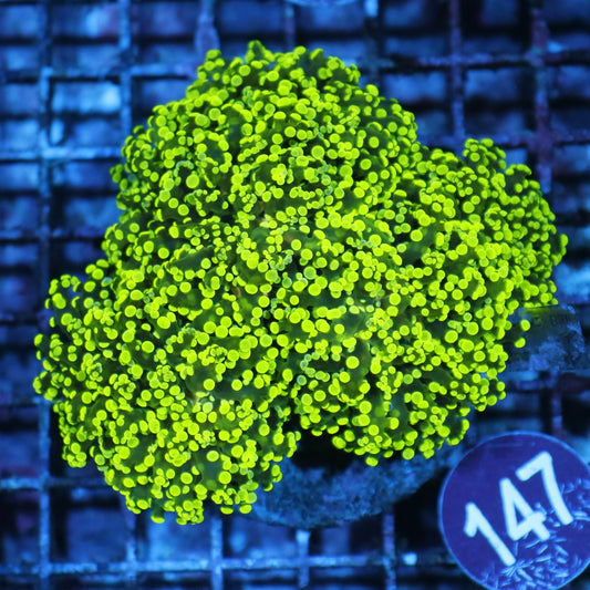 Frogspawn branching  R147