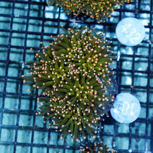 Torch metallic green pink tips  B187