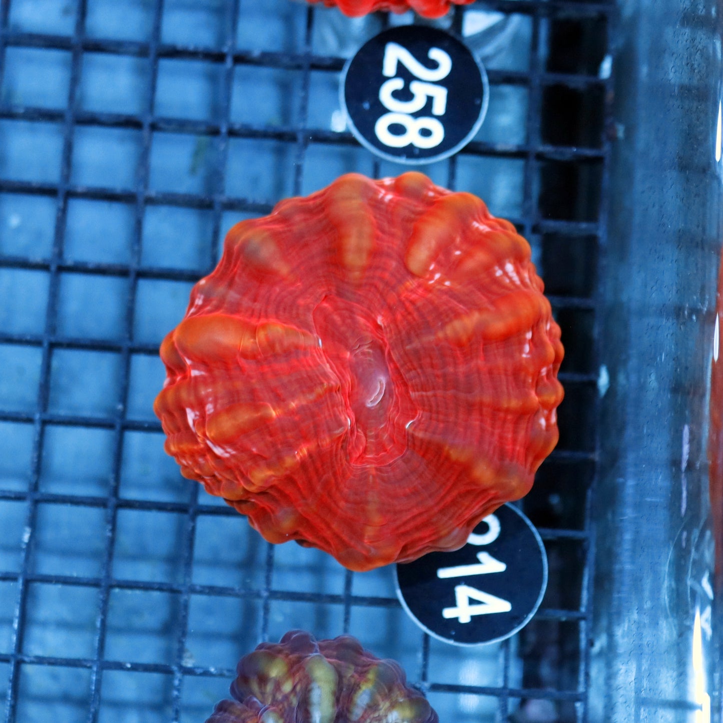 Cynarina Red metallic Bk214