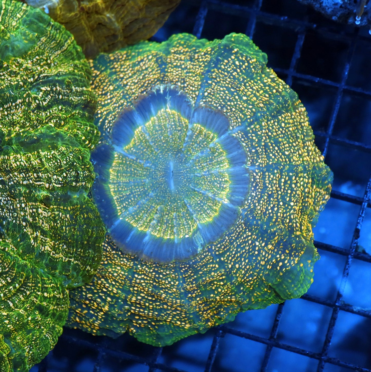 Acanthophyllia Gold Metallic Green stripes