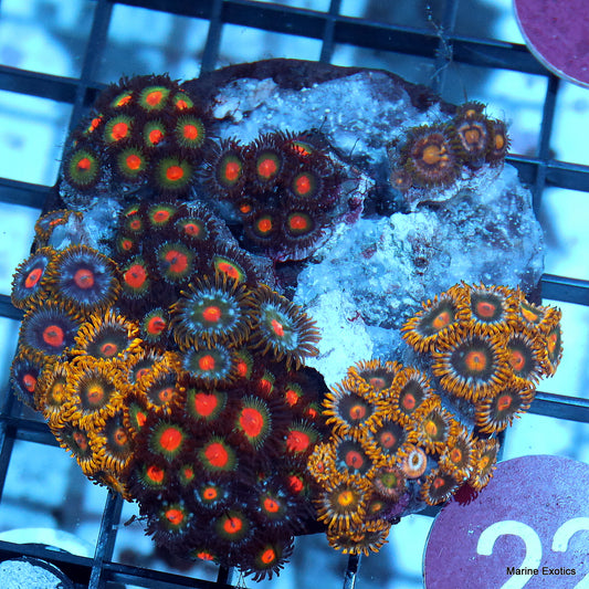 Zoanthid combo r22