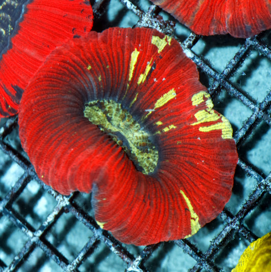 Trachyphyllia Geoffroyi