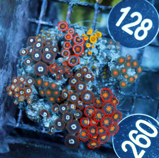 Zoanthid Combo Bk260