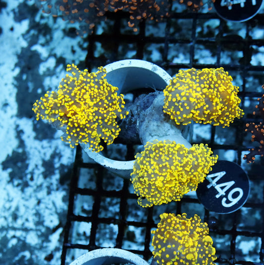 Frogspawn Branching Gold BK449