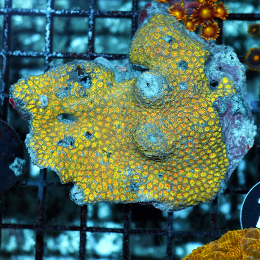 GONIOPORA SHORT TENTACLE BK181