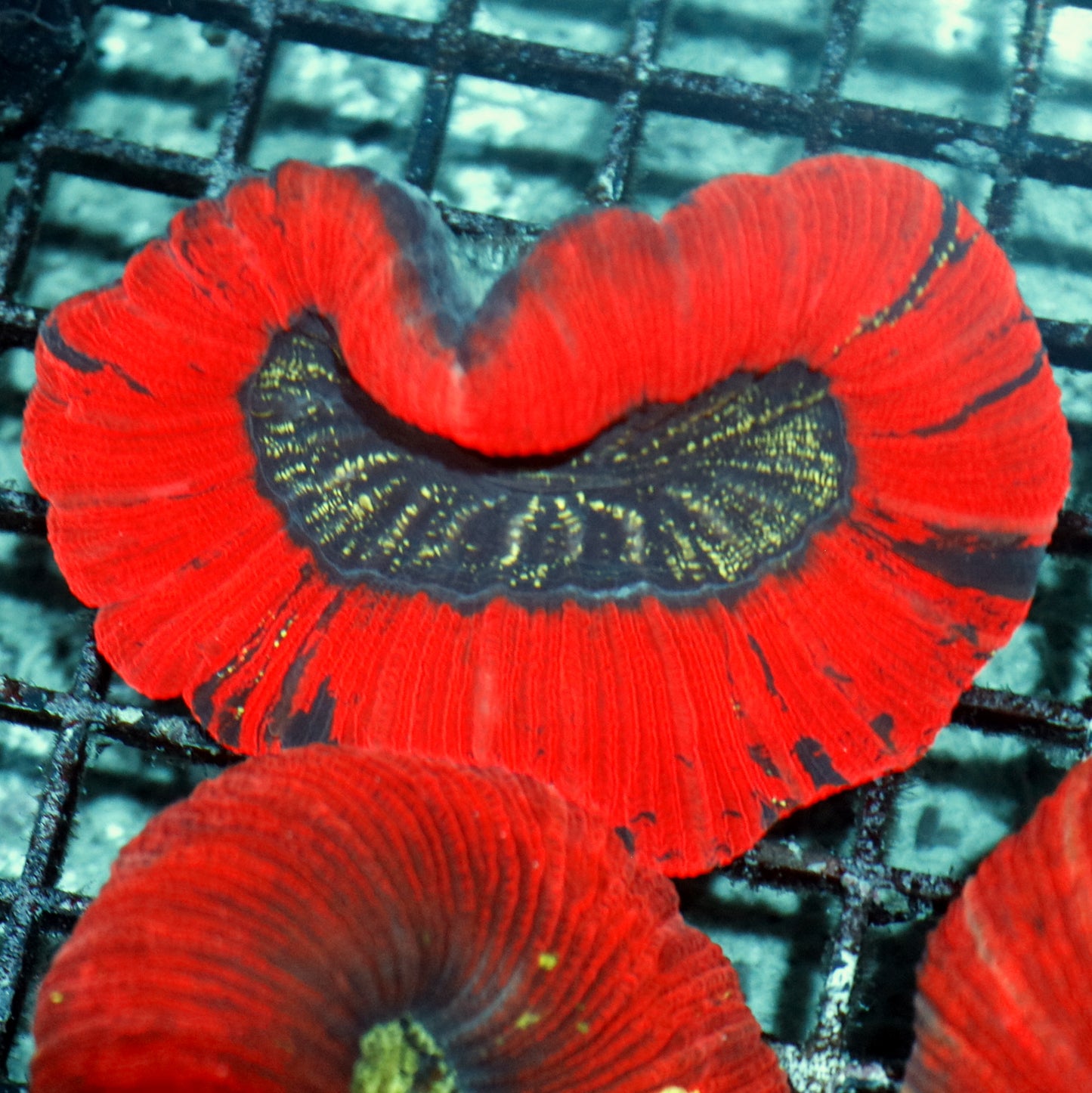 Trachyphyllia Geoffroyi