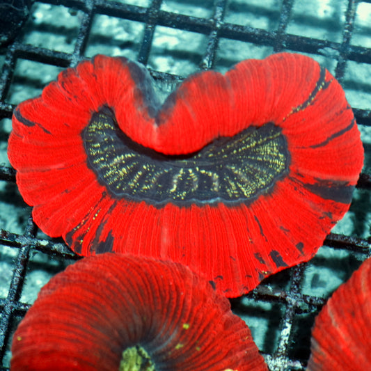 Trachyphyllia Geoffroyi
