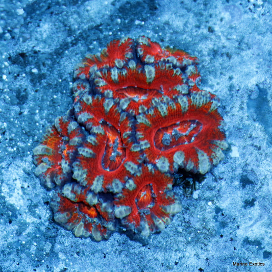 ACAN RED