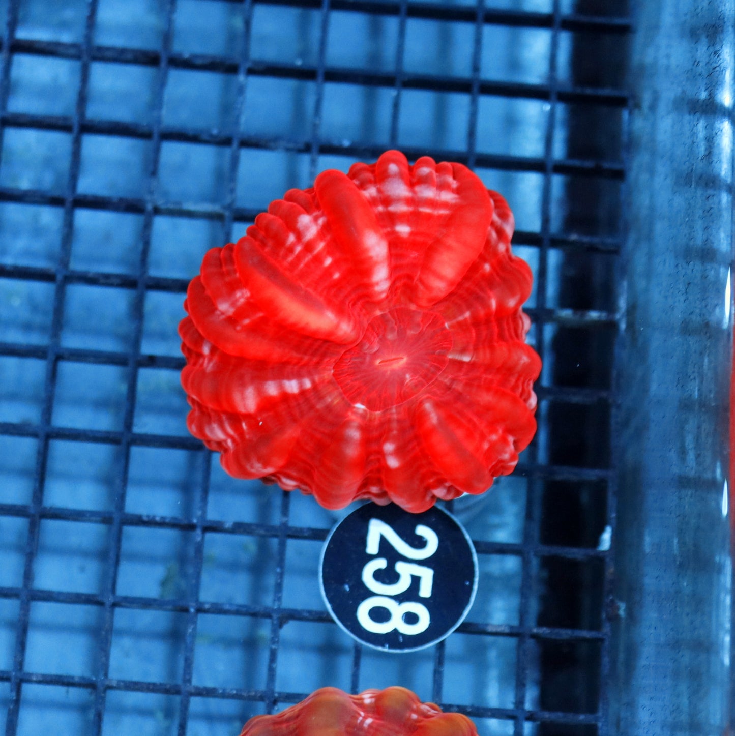 Cynarina Red metallic BK258
