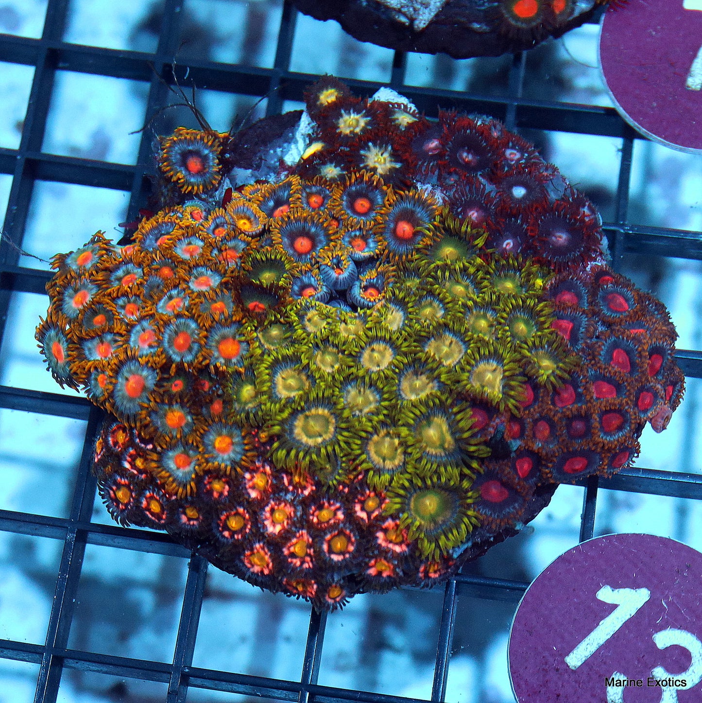 Zoanthid combo r13