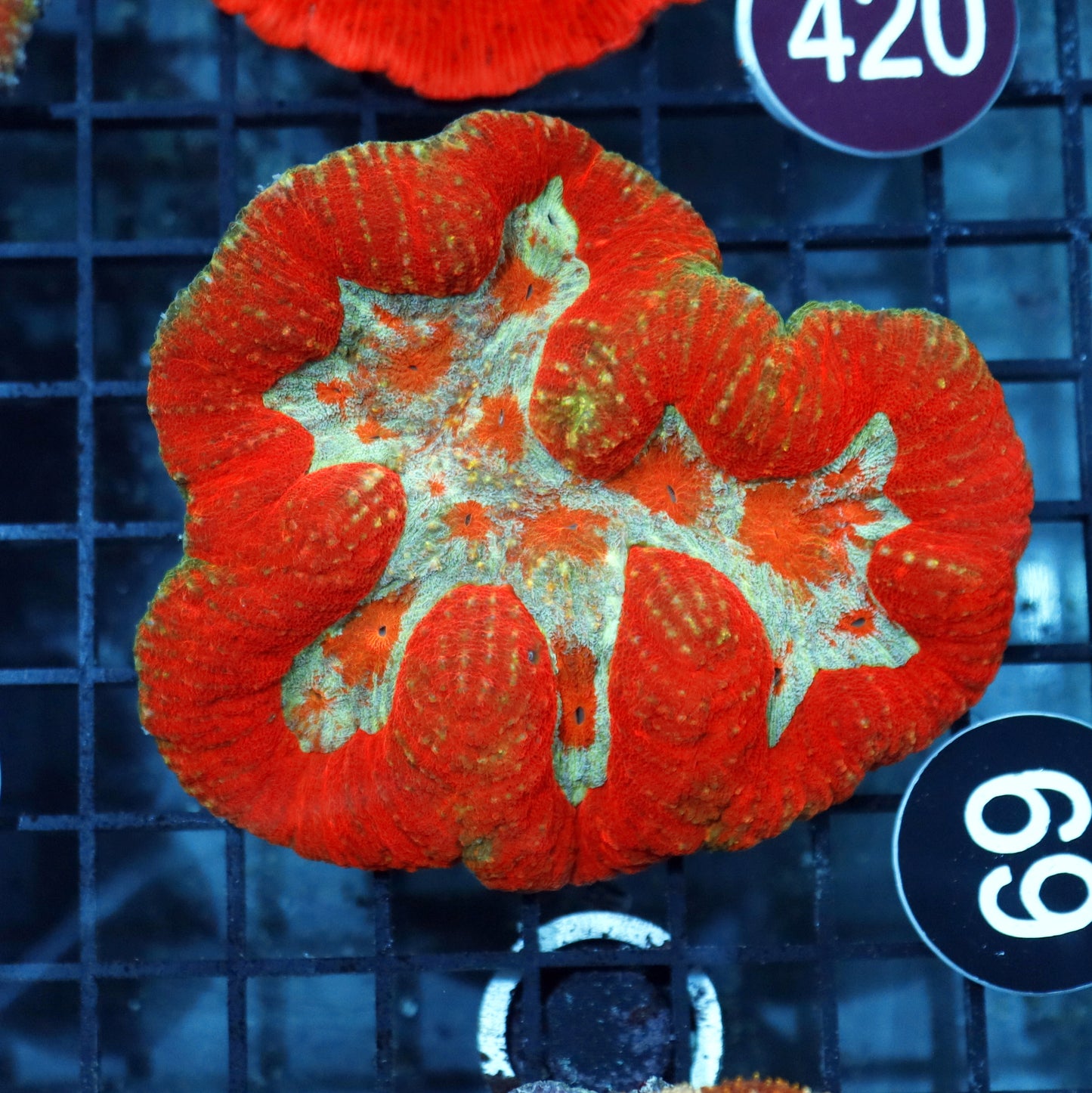 Lobophyllia\Symphyllia BK69