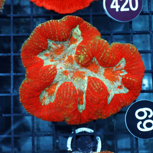 Lobophyllia\Symphyllia BK69