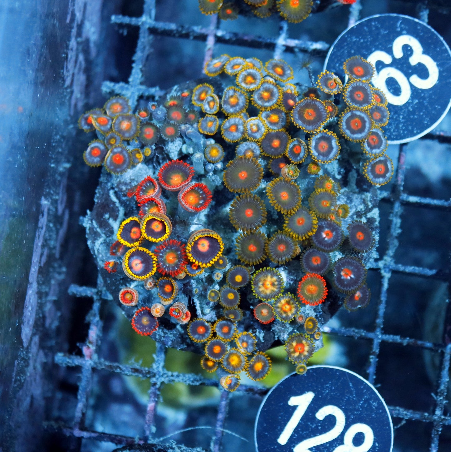 Zoanthid Combo Bk128