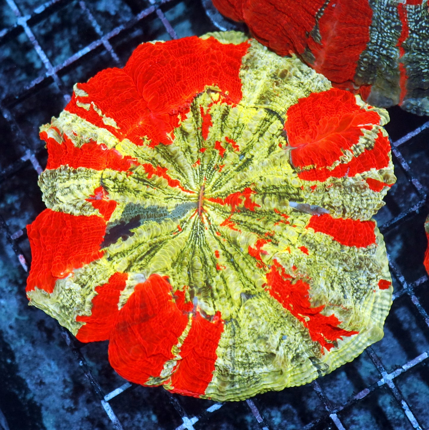 Acanthophyllia / scolymia vitiensis