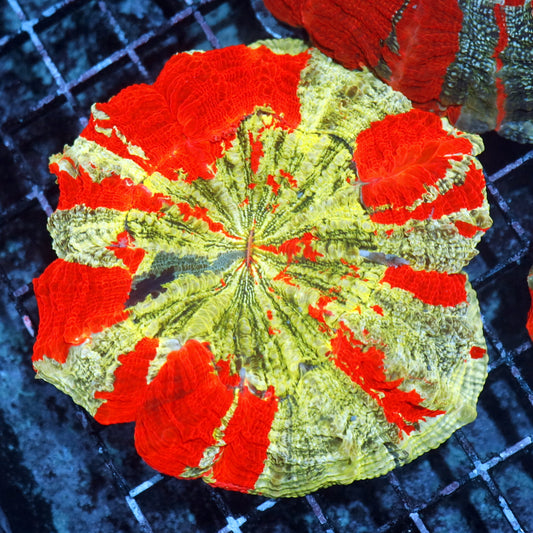Acanthophyllia / scolymia vitiensis