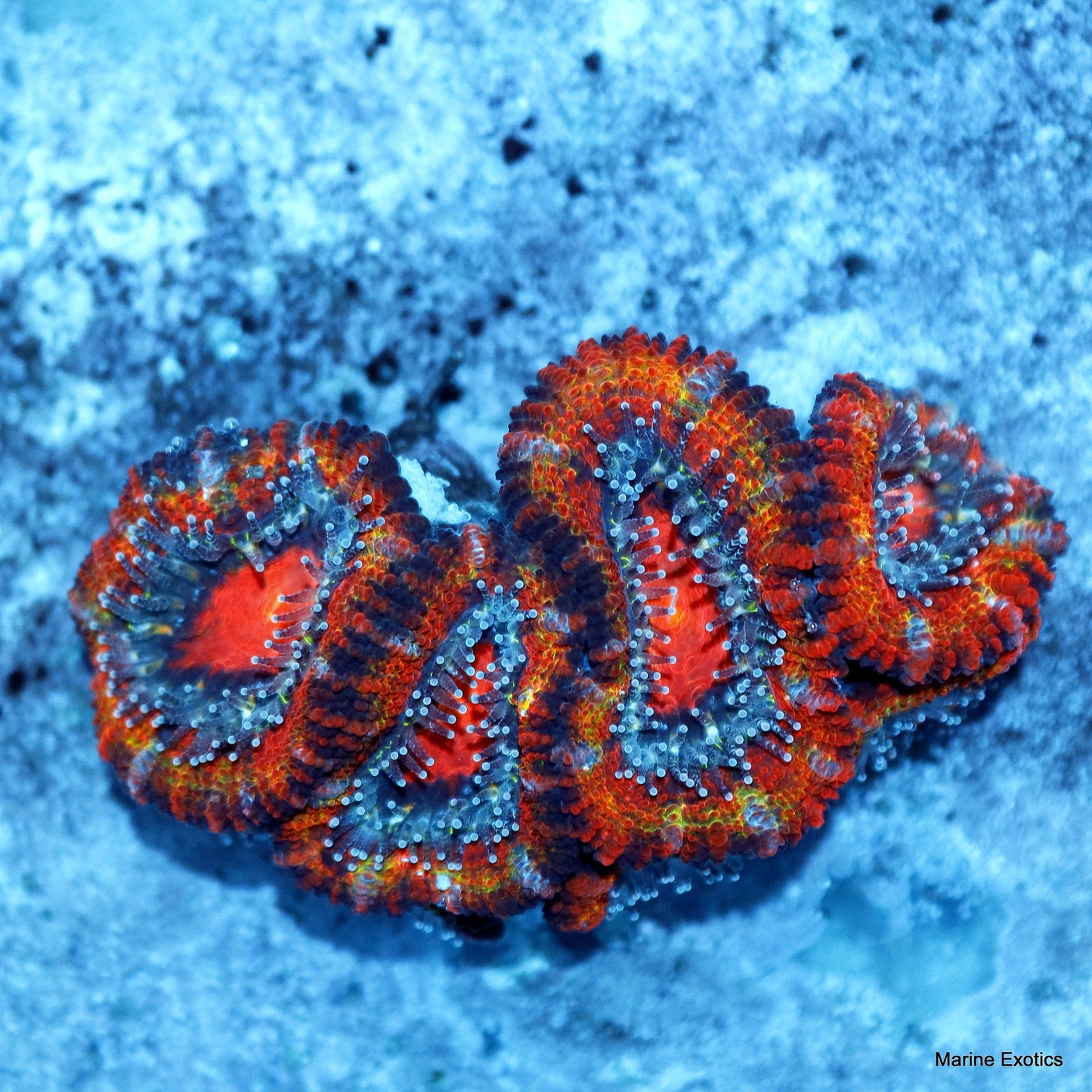 ACAN RAINBOW