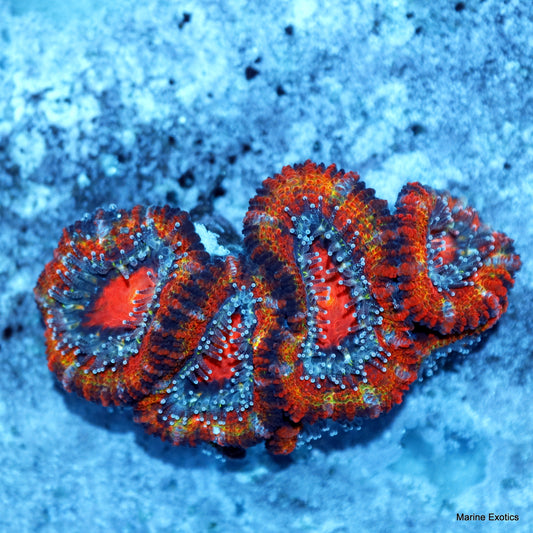 ACAN RAINBOW