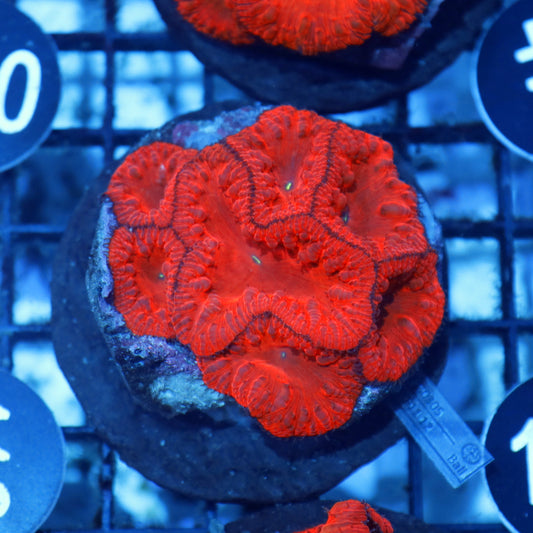 Blastomussa red metallic BK106