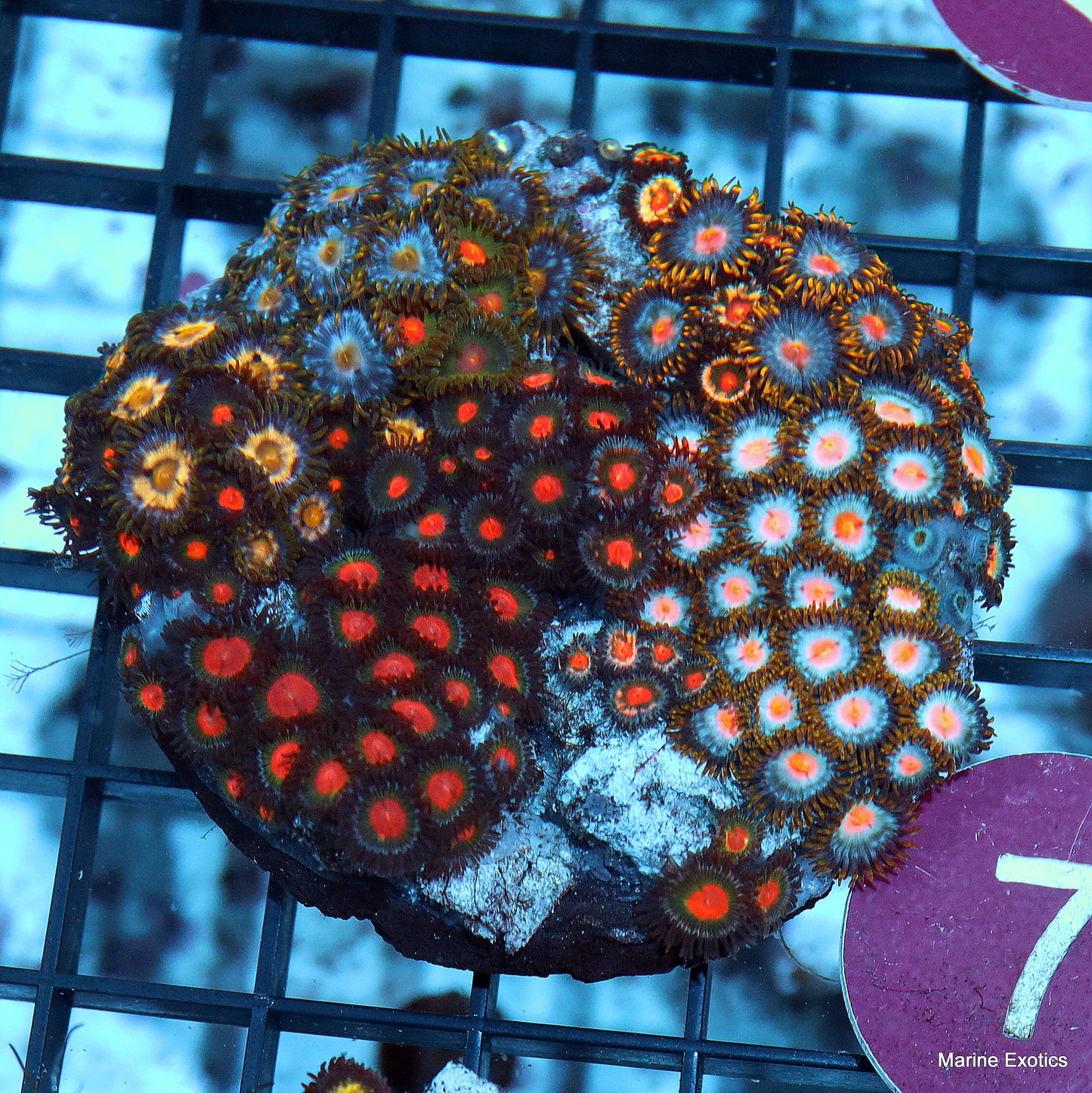 Zoanthid combo r7