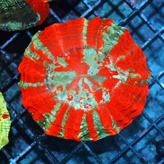 Acanthophyllia / scolymia vitiensis