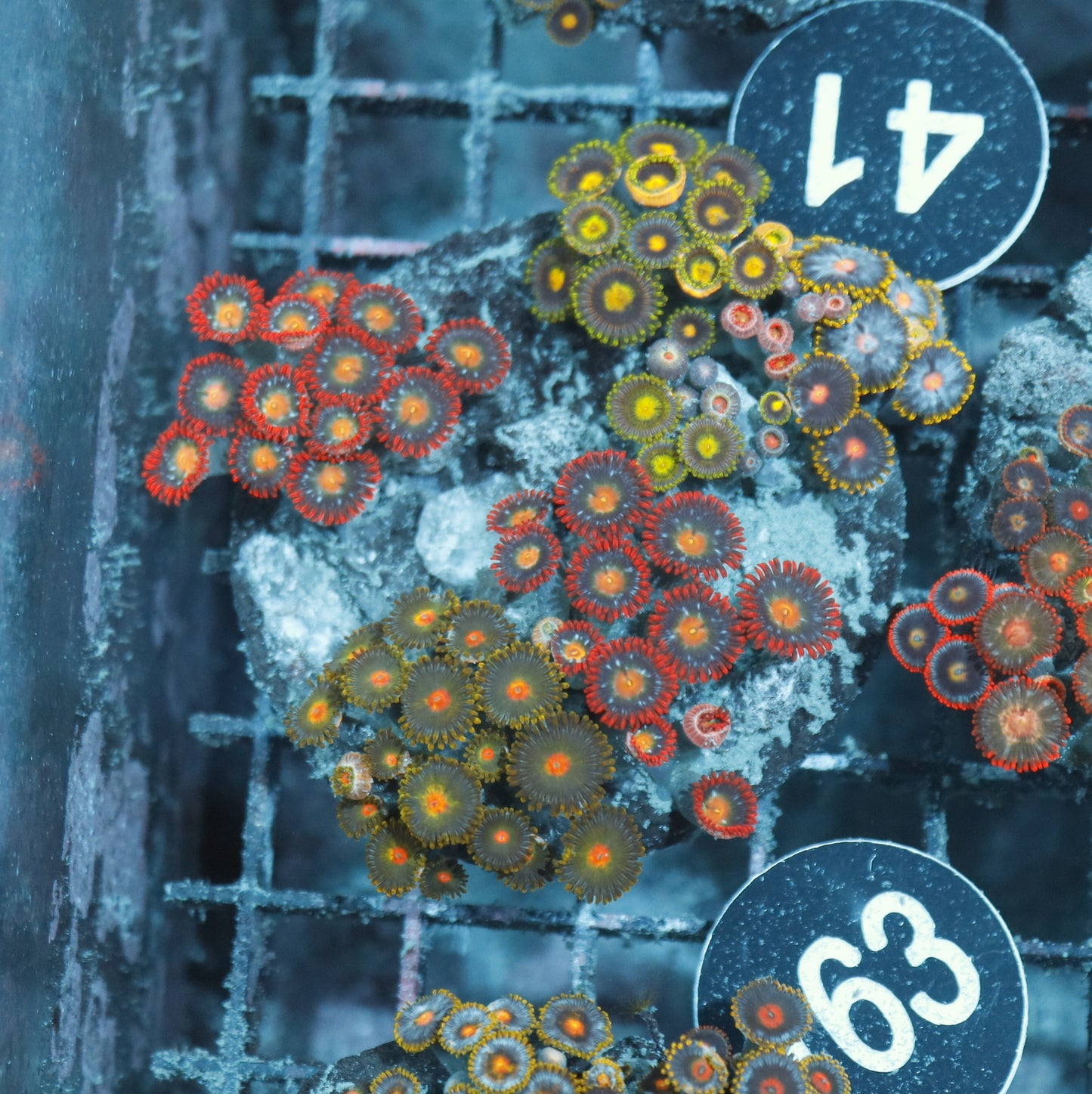 Zoanthid Combo Bk163